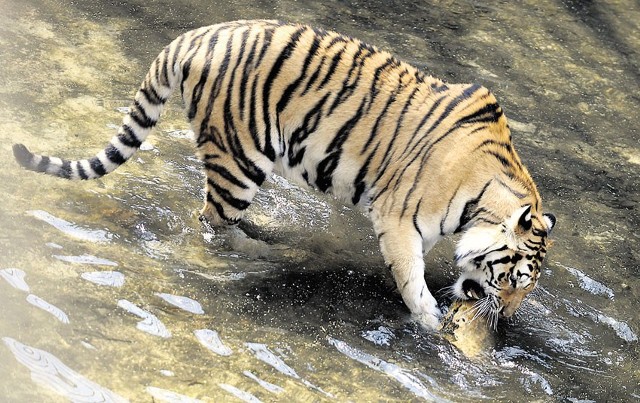 Tygrysowi, mimo że pięknie prezentuje się na wybiegu, nikt nie funduje obiadów.