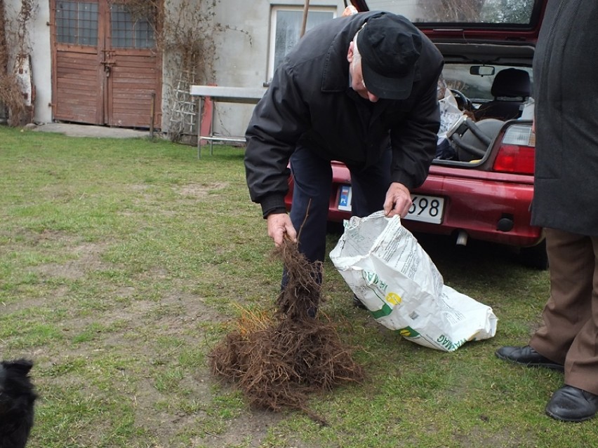 Powiat bełchatowski: pszczelarze odebrali sadzonki lipy