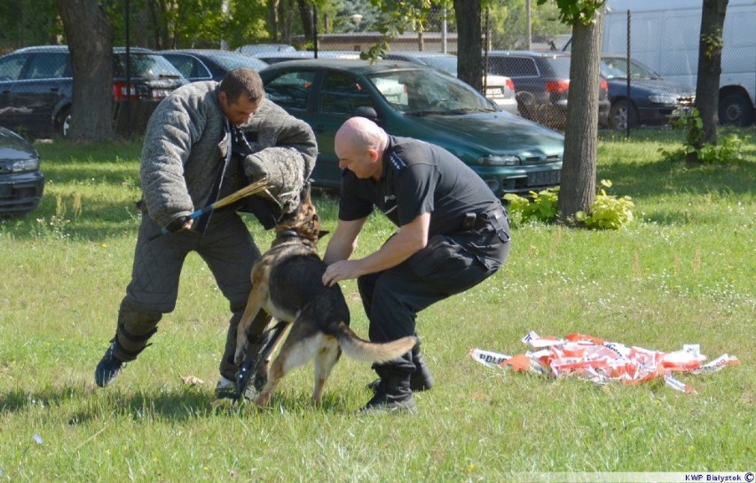 Szkolenie psów policyjnych