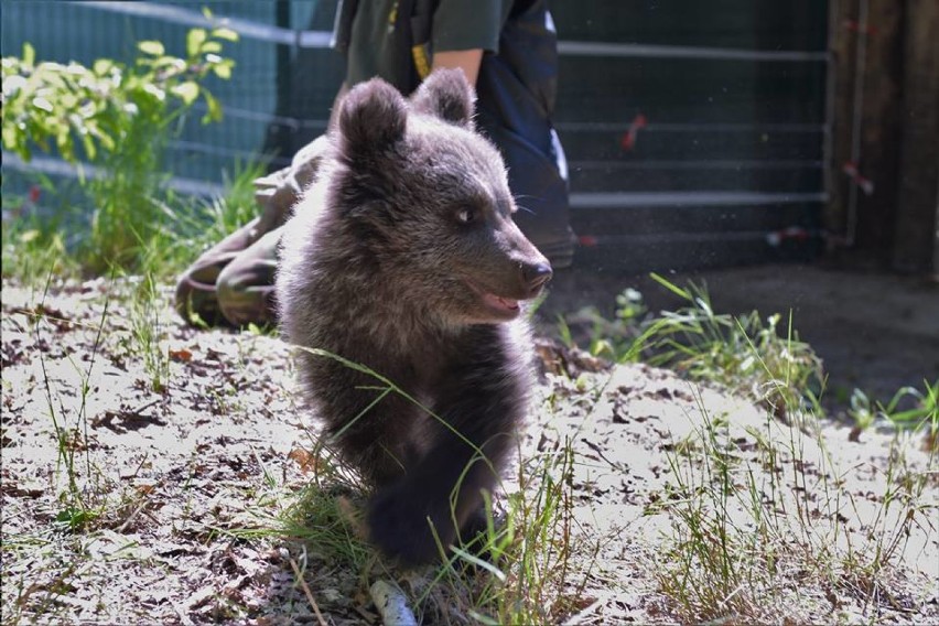Zoo Poznań: Niedźwiedzica Cisna na pierwszym spacerze [ZDJĘCIA]