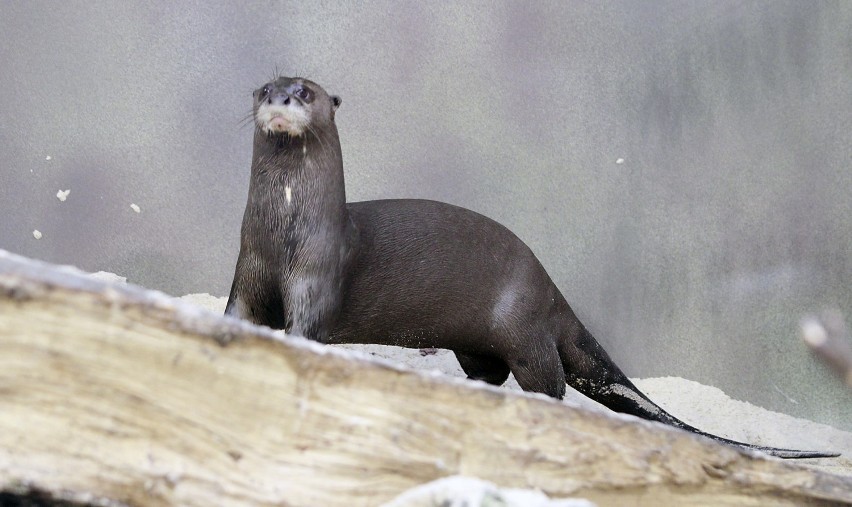 W łódzkim zoo zamieszkały dwie wydry amazońskie