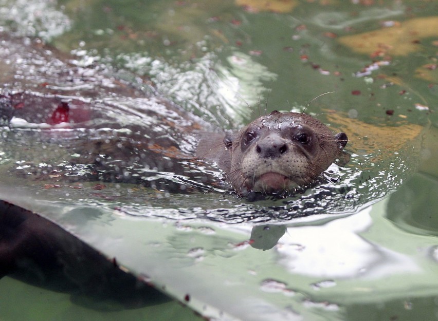 W łódzkim zoo zamieszkały dwie wydry amazońskie