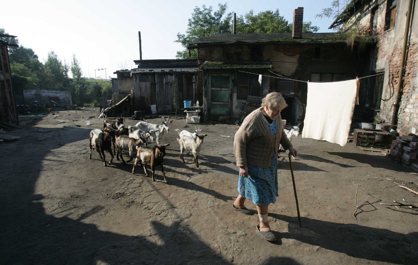 Kozy są moim skarbem, największym, jaki posiadam - mówi...