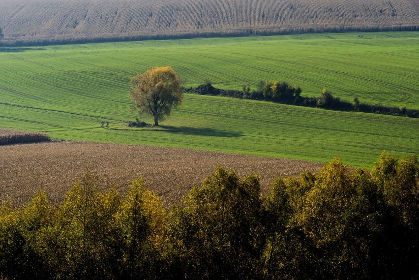 Gdzie na weekend w listopadzie? Niezwykle barwna jesień na Jurze Krakowsko-Częstochowskiej zachęca do spacerów [ZDJĘCIA]