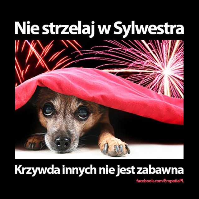 Zwierzęta na poznan.naszemiasto.pl
