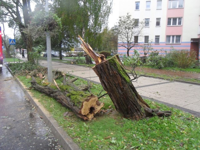 Wczoraj (14 października) wiatr powalił drzewo na ul. Wczasowej w Ustce. Na szczęście nikomu nic się nie stało. To jedna z wielu szkód, jakie wywołała wczorajsza pogoda w regionie.