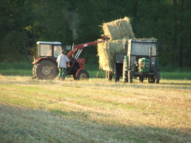 Słabe żniwa zaowocują tym, że wzrosną ceny żywności