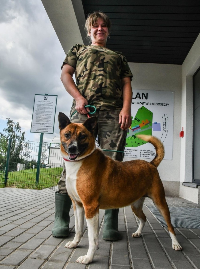 Do Bydgoszczy trafiło na razie siedem psów ze schroniska w...