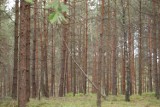 82-latek z Kościerzyny zgubił się w lesie. Szukała go policja