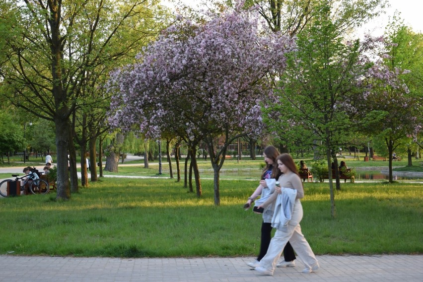 Maj w parku miejskim w Zduńskiej Woli. Wiosna wybuchła zielenią ZDJĘCIA