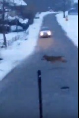 Watahę wilków spotkał w drodze do pracy mieszkaniec beskidzkiej gminy [WIDEO]