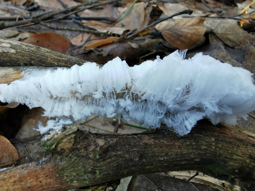 Tajemnicze i rzadkie zjawisko - zdumiewające lodowe włosy! Zobacz niezwykłe zdjęcia Anny Nideckiej 