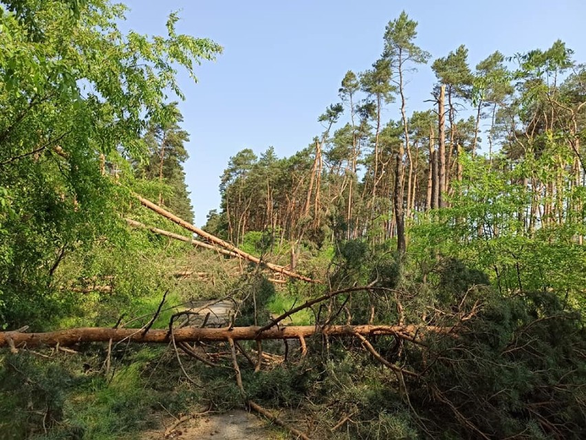 Nadleśnictwo Poddębice: powalone drzewa w Kamionaczu. Uwaga, dzisiaj możliwe kolejne silne nawałnice ZDJĘCIA