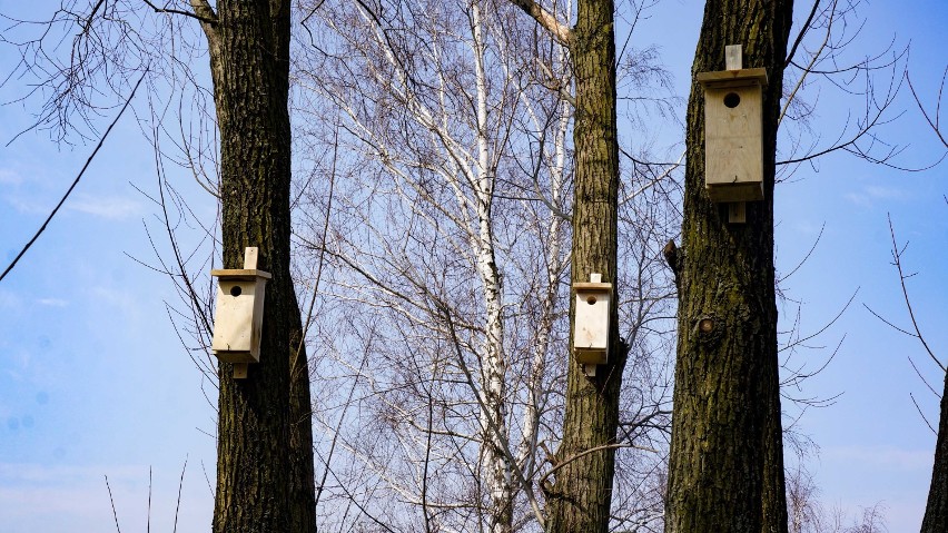 Ptaki zadomowią się nad Zalewem Rybnickim. 100 budek lęgowych od Fundacji Elektrowni Rybnik