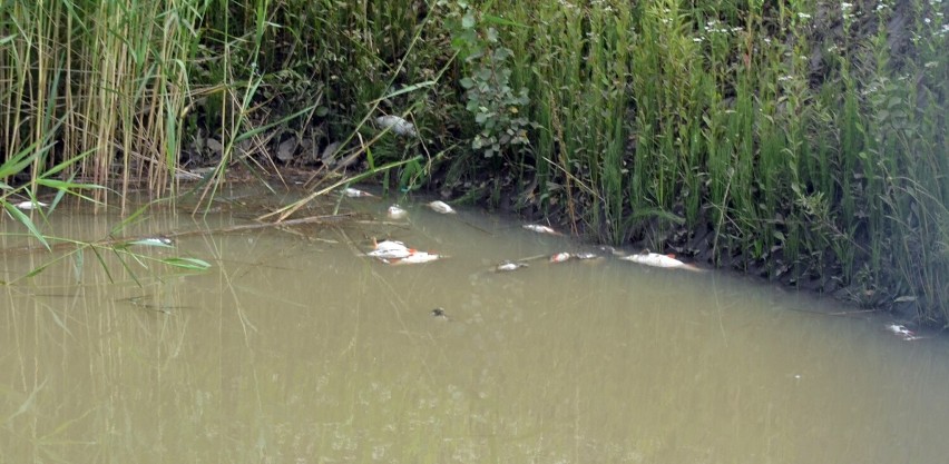 W zbiorniku wodnym przy pływalni w Głogowie są martwe ryby