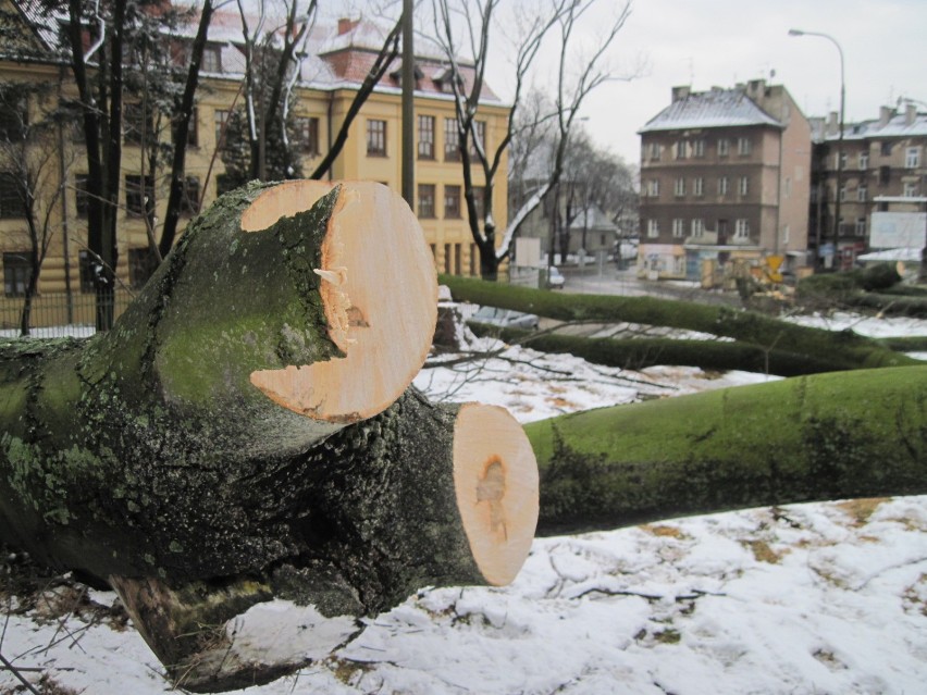 W centrum Lublina wycięli prawie 70 drzew