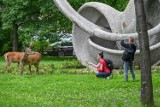 Łanie w centrum Zakopanego. Pasą się na trawniku, a obok pełno gapiów. Zwierzęta te mogą być niebezpieczne