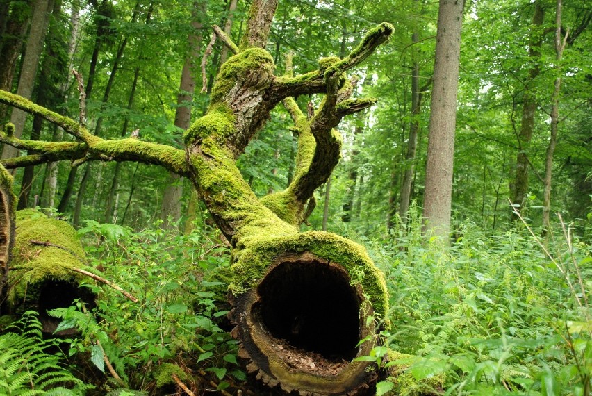 Puszcza Białowieska to przykład lasu pierwotnego, którego...