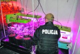 W Malborku policja przechwyciła rekordowe ilości narkotyków