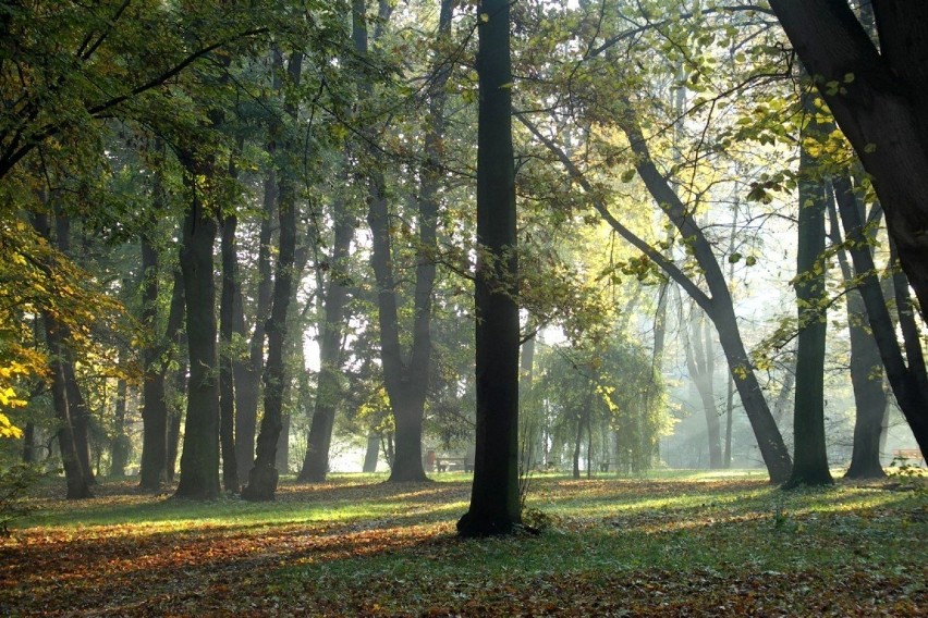 W centrum przemysłowego miasta - oaza zieleni. Gęsty...