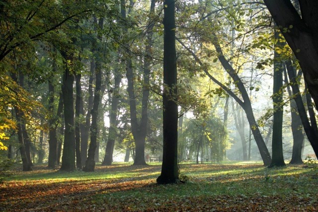 W centrum przemysłowego miasta - oaza zieleni. Gęsty starodrzew daje wytchnienie w gorące letnie dni. Fot. Andrzej Pieczyrak