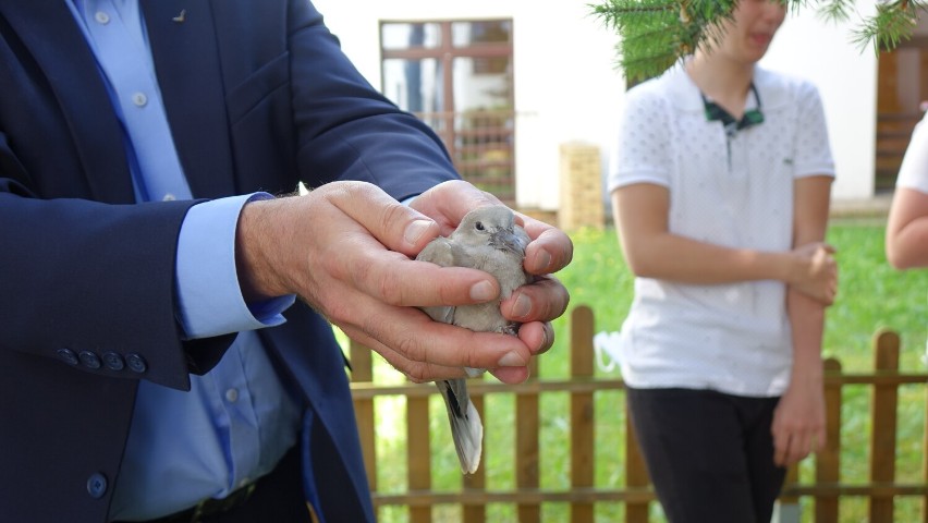Burmistrz i członkowie Młodzieżowej Rady Miejskiej uratowali gołębia