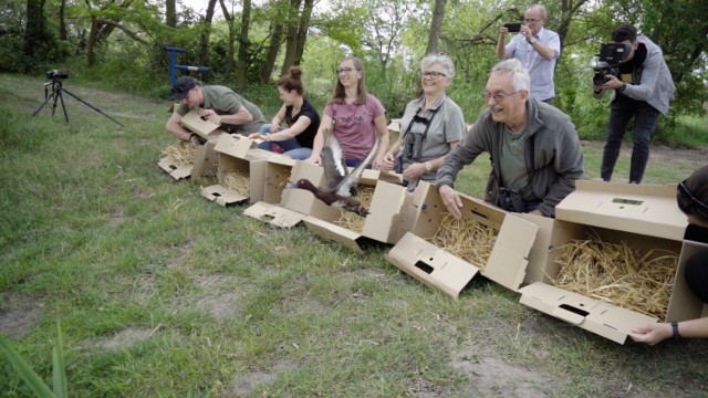 dzięki współpracy zoo i uniwersytetu, kaczek w Dolinie Baryczy ma być za kilka lat kilkukrotnie więcej.