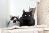 Te kotki i pieski czekają na adopcję w legnickim schronisku, zobaczcie aktualne zdjęcia