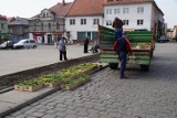 Wiosna w Wodzisławiu Śl.: sadzą kwiaty na rynku