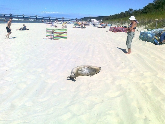 Zdjęcia foki są plonem kilkudniowego wyjazdu K. Kochana do Międzyzdrojów. Kiedy jego żona opalała się na plaży, międzyrzeczanin rozpoczął codzienny trening. Zdjął buty i pobiegł wzdłuż brzegu w kierunku molo. Jest znanym w regionie biegaczem i właśnie przygotowuje się do III Biegu Żołnierza, który odbędzie się 15 sierpnia o godz. 11.00 we Kęszycy Leśnej koło Międzyrzecza.