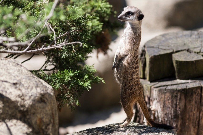 ZOO warszawskie: Ceny biletów, godziny otwarcia, dojazd