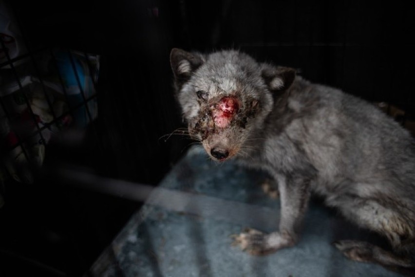 Zambrów. Aktywiści Fundacji VIVA znaleźli martwe i ranne zwierzęta na fermie futrzarskiej. Właściciel się wściekł (ZDJĘCIA)