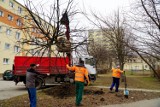 Miasto przesadziło dwie lipy drobnolistne z terenu, gdzie właśnie rozpoczęła się budowa Przystani Widna 2A