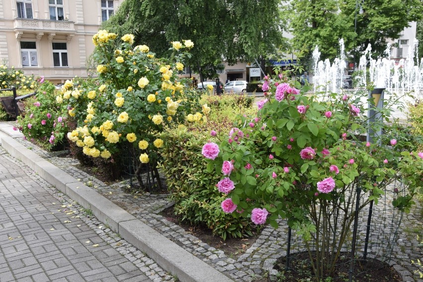 Maj 2019. Centrum Zielonej Góry. W mieście kwitną już m.in....