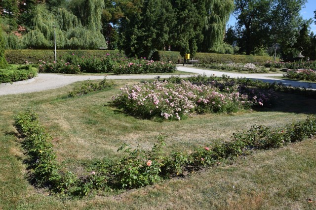 Te krzaczki róż w części ogrodu różanego w Szczecinku nie podobają się naszej Czytelniczce