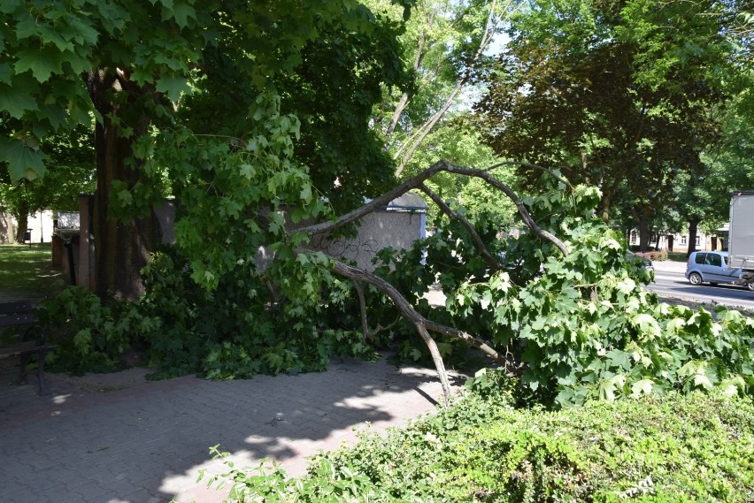 Konar drzewa spadł na chodnik w Międzyrzeczu