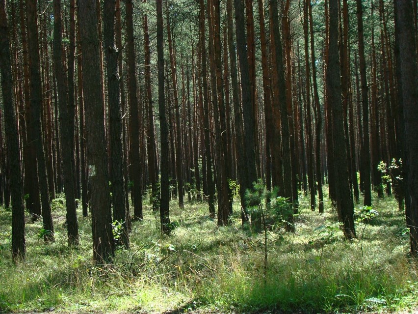 Dolina Żabnika [ZDJĘCIA + WIDEO] zagrożona?