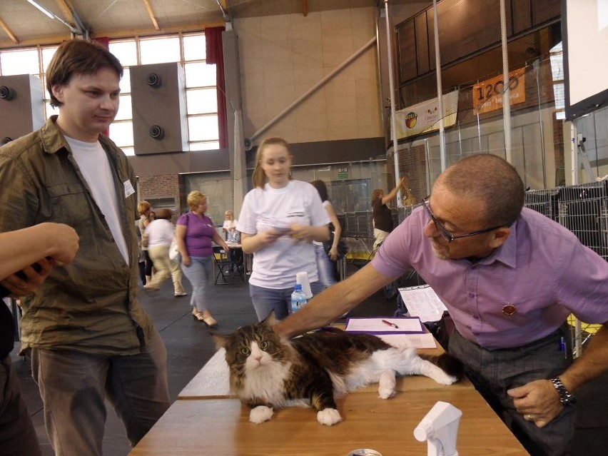 Cieszyn: Międzynarodowa Wystawa Kotów Rasowych w Cieszynie [ZDJĘCIA]