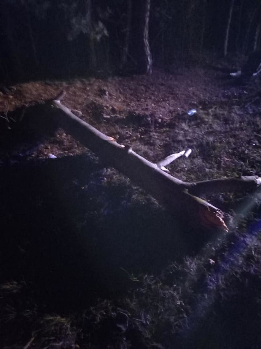 Auto rozbiło się o powalone drzewo w Goszczu. To przez silny wiatr (FOTO)