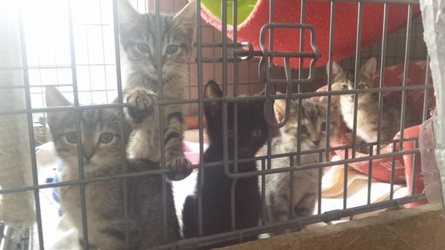 Osiem rodzin postanowiło stworzyć domy tymczasowe dla kotków. To wciąż jednak mało. W schronisku mieszka 150 malców