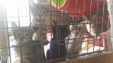 Kotki zamieniają klatki na domy tymczasowe