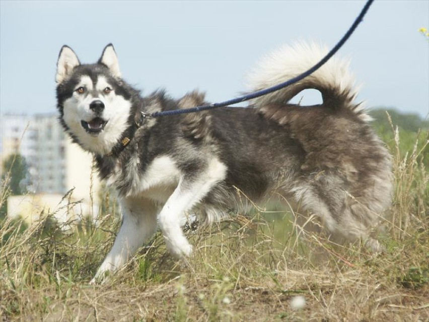 Nero to pies w typie huskiego, z dość specyficznym...