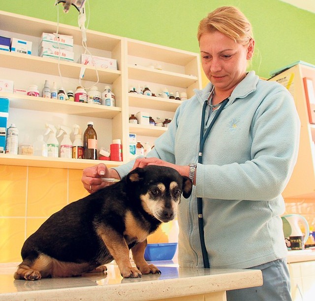 Zwierzęta w schronisku będą leczone w ludzkich warunkach