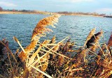 Żabie Doły: ktoś je zanieczyścił? Urzędnicy sprawdzają