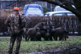 Dziki na ulicy Kościuszki w Toruniu! Udało się je przepędzić w okolice Dębowej Góry