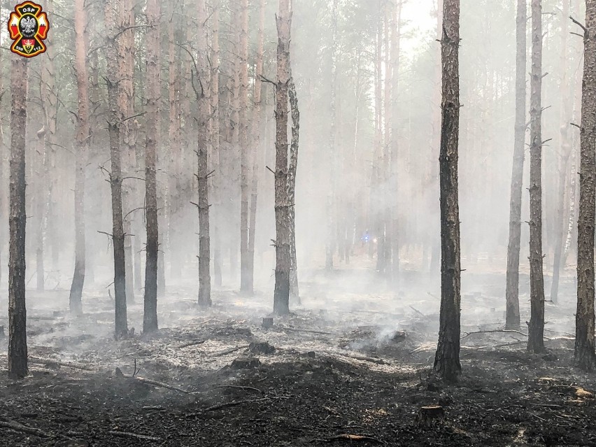 Paliły się tereny leśne w Miodarach  (ZDJĘCIA)           