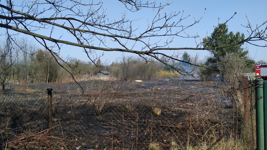 Pożar na ogródkach działkowych przy Krzywoustego (ZDJĘCIA)    