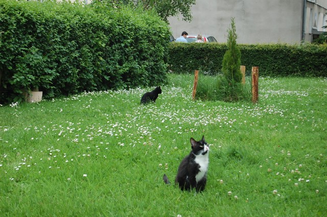 Codzienny widok przed blokiem przy ul. Sierakowskich 7 - koty wypatrujące rzucanego im pokarmu