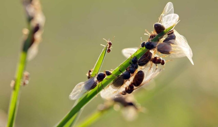 Mrówki hurtnice jako, że są spokrewnione gatunkowo z osami,...
