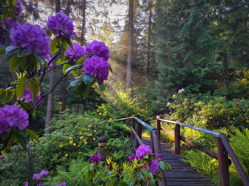 Na terenie niecałych 2 hektarów Arboretum w Lądku Zdroju...